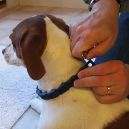 طوق تدريب الكلاب للتحكم في السلوك بسهولة وفعالية من Command Collar طوق تدريب الكلاب للتحكم في السلوك بسهولة وفعالية من Command Collar